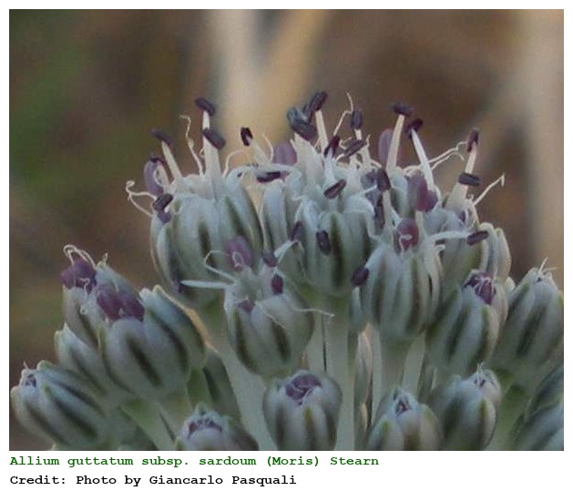 Allium guttatum subsp. sardoum (Moris) Stearn